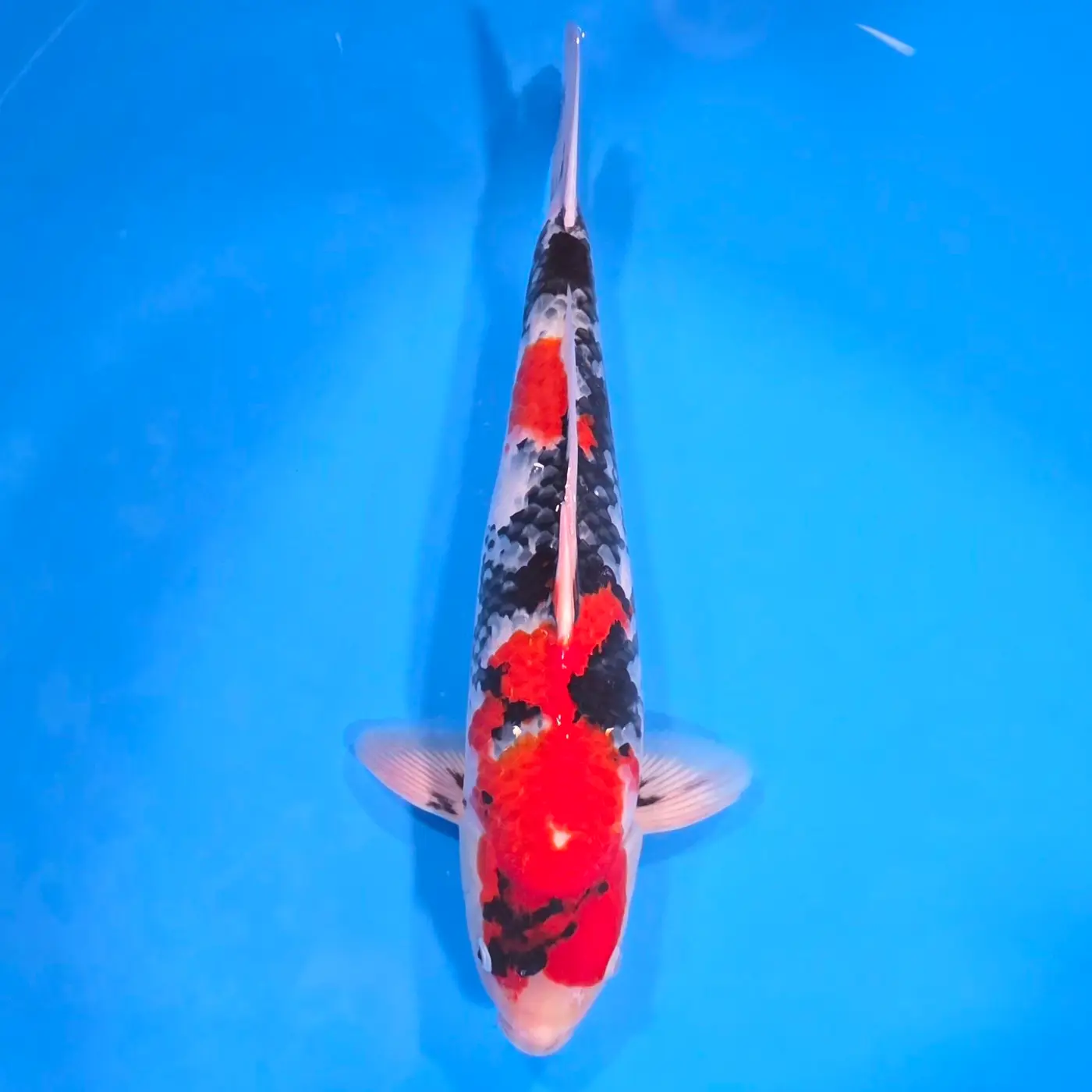 Jumbo Tosai Showa 49cm (Sakai x Dainichi) SPRZEDANY!