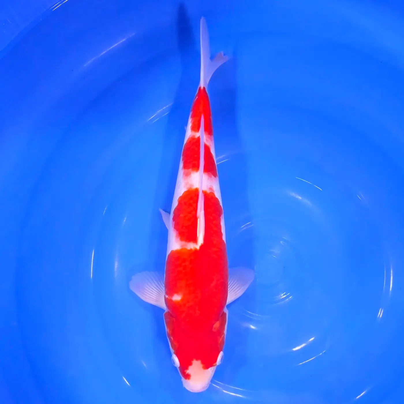Kohaku 39cm