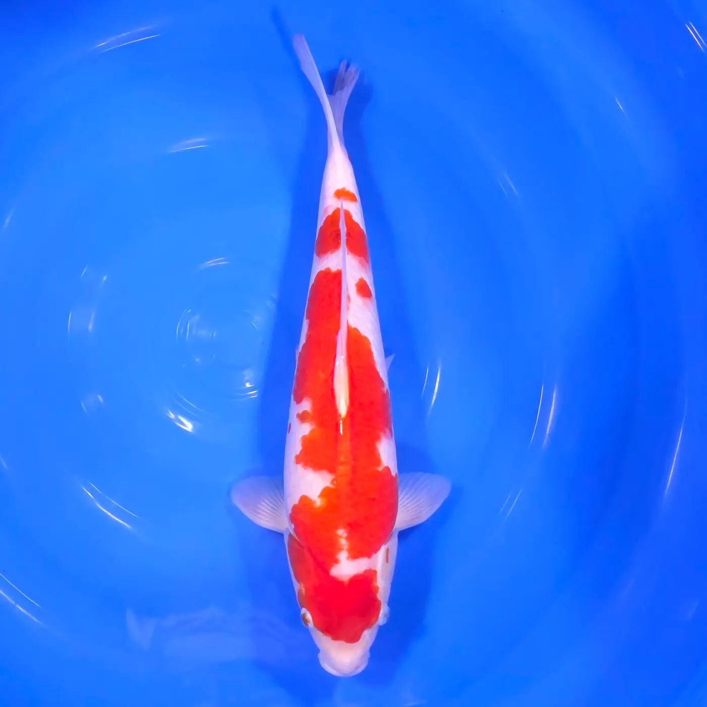 Kohaku Tateshita 42cm