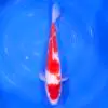 Kohaku Tateshita 45cm