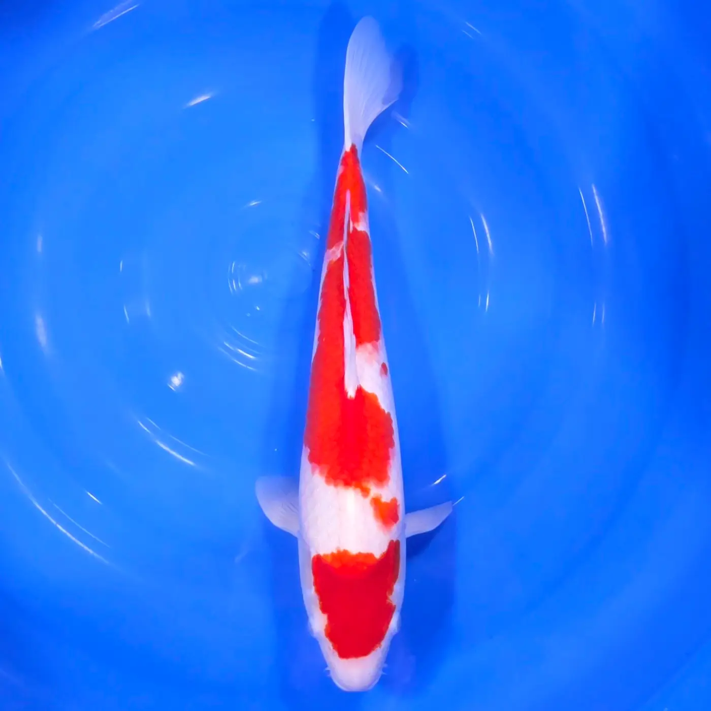 Kohaku Tateshita 45cm