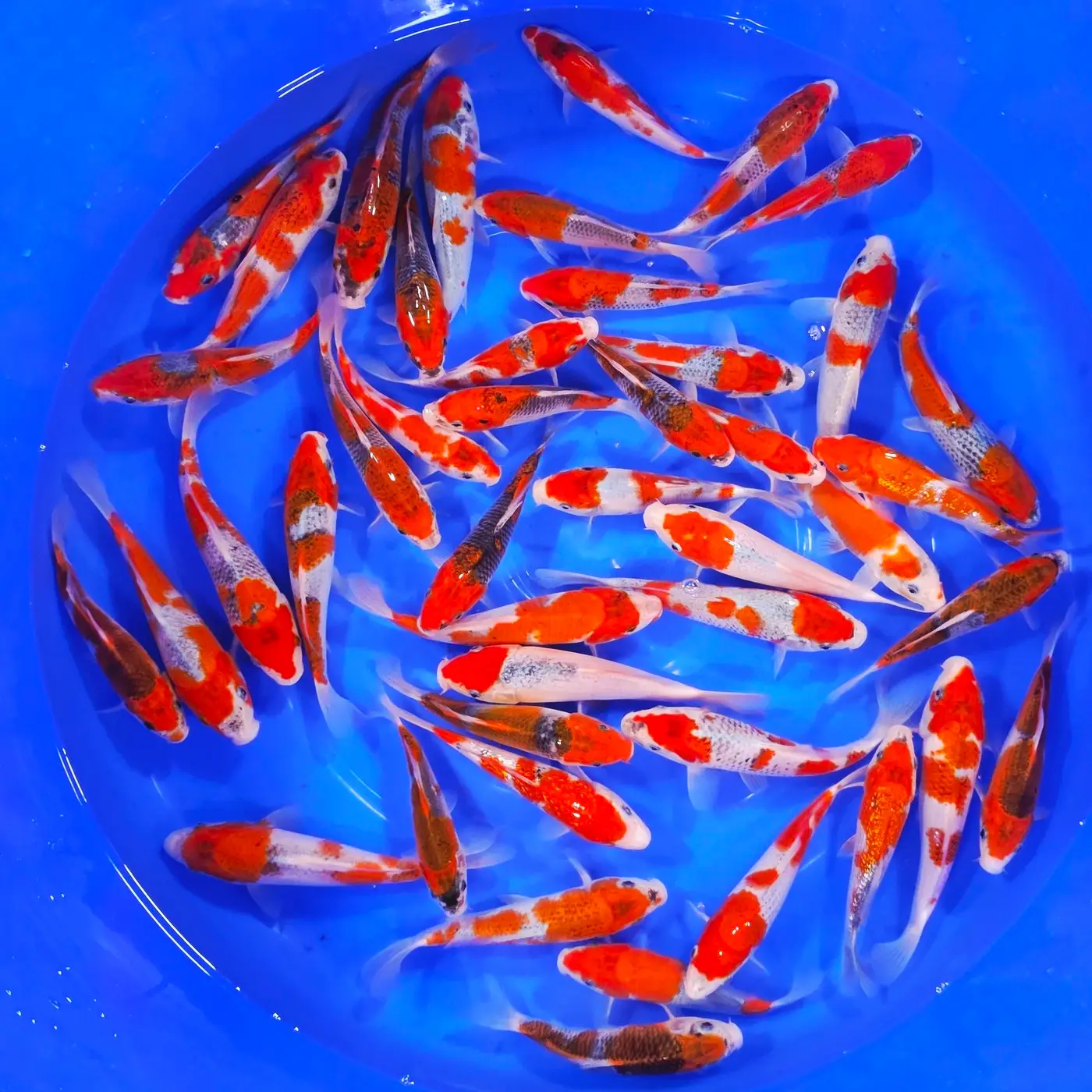 Goshiki 17-20cm