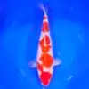 Jumbo Tosai Kohaku Murata 39cm + Certyfikat REZERWACJA!