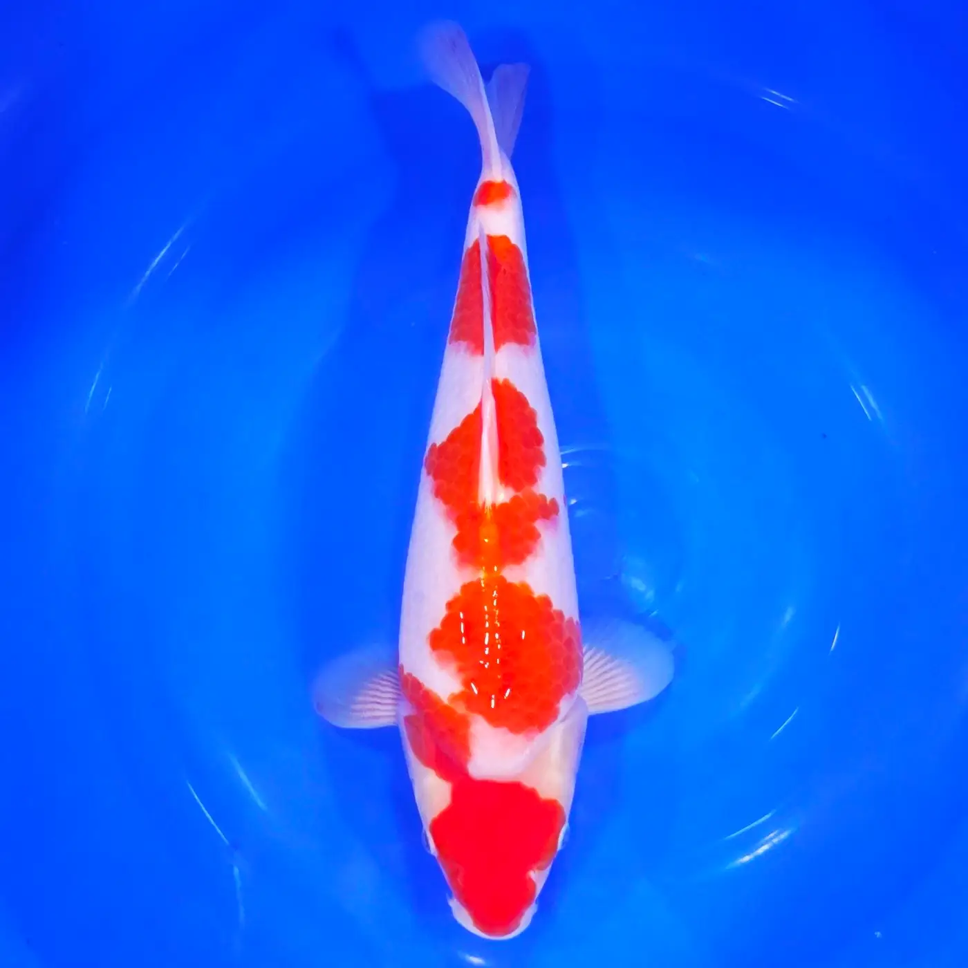 Jumbo Tosai Kohaku Murata 39cm + Certyfikat REZERWACJA!