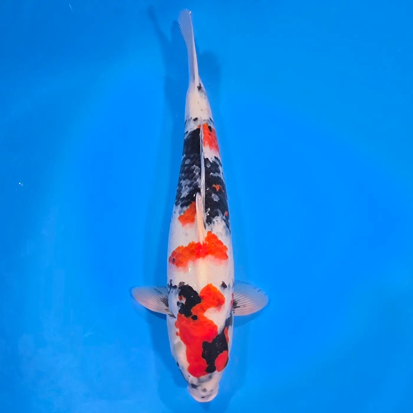 Jumbo Tosai Showa 51cm (Sakai x Dainichi)