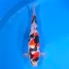 Jumbo Tosai Showa 46cm (Sakai x Dainichi)