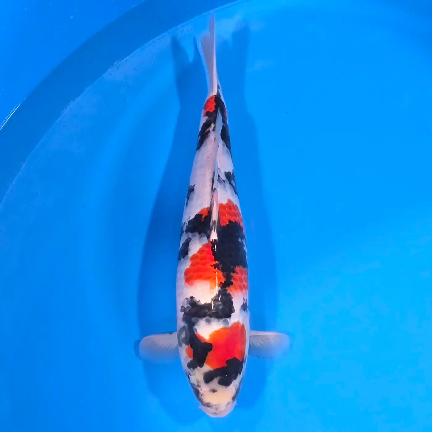 Jumbo Tosai Showa 46cm (Sakai x Dainichi)