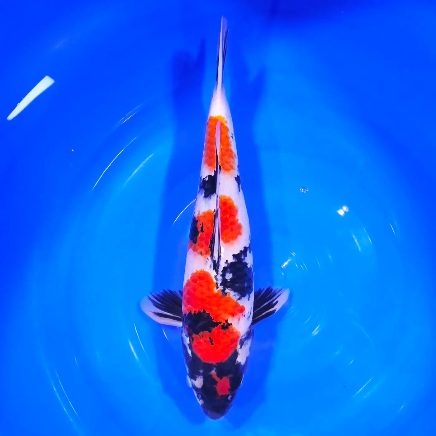 Jumbo Tosai Showa HQ Isa 38cm + Certyfikat