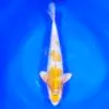 Jumbo Tosai Momotaro Hariwake Gin Rin HQ 44cm+Blank Certifikates REZERWACJA!