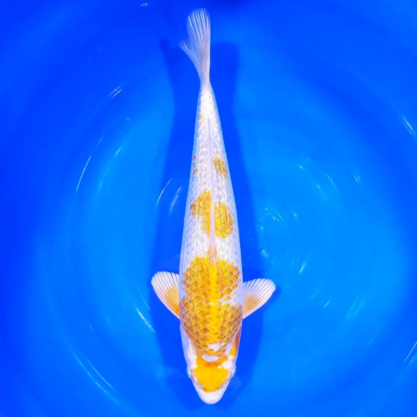 Jumbo Tosai Momotaro Hariwake Gin Rin HQ 44cm+Blank Certifikates REZERWACJA!