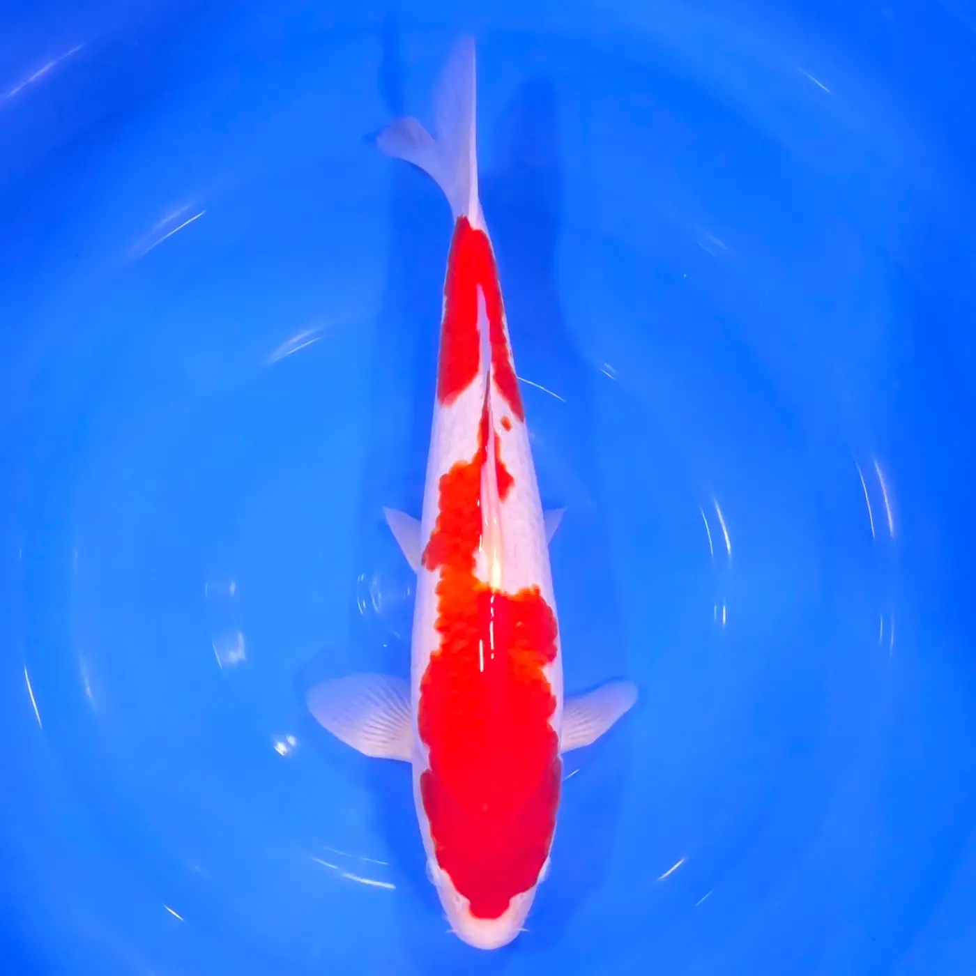 Kohaku Tateshita 43cm