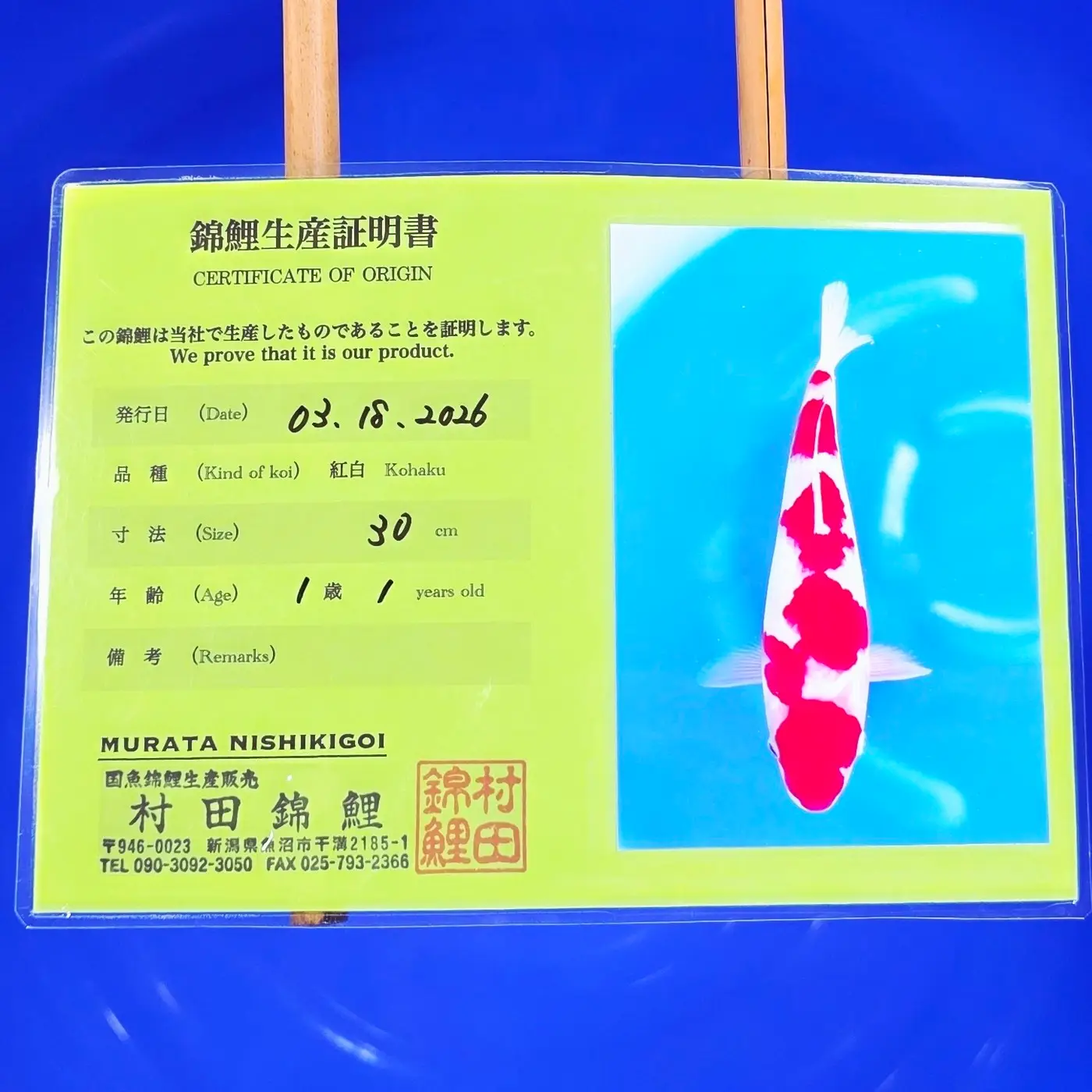 Jumbo Tosai Kohaku Murata 39cm + Certyfikat REZERWACJA! - obrazek 2