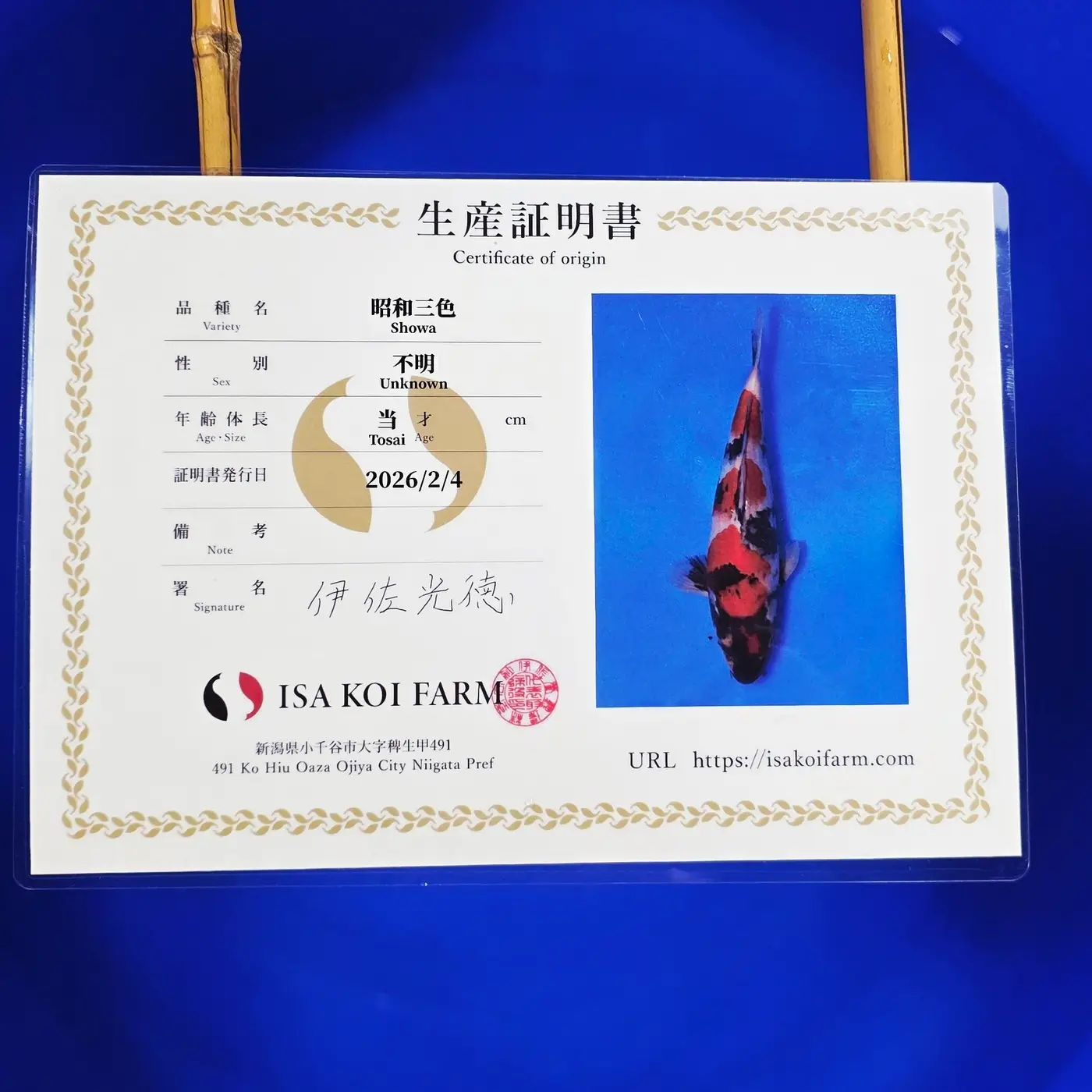 Jumbo Tosai Showa HQ Isa 38cm + Certyfikat - obrazek 2