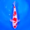 Jumbo Tosai Kohaku Murata 32cm + Certyfikat