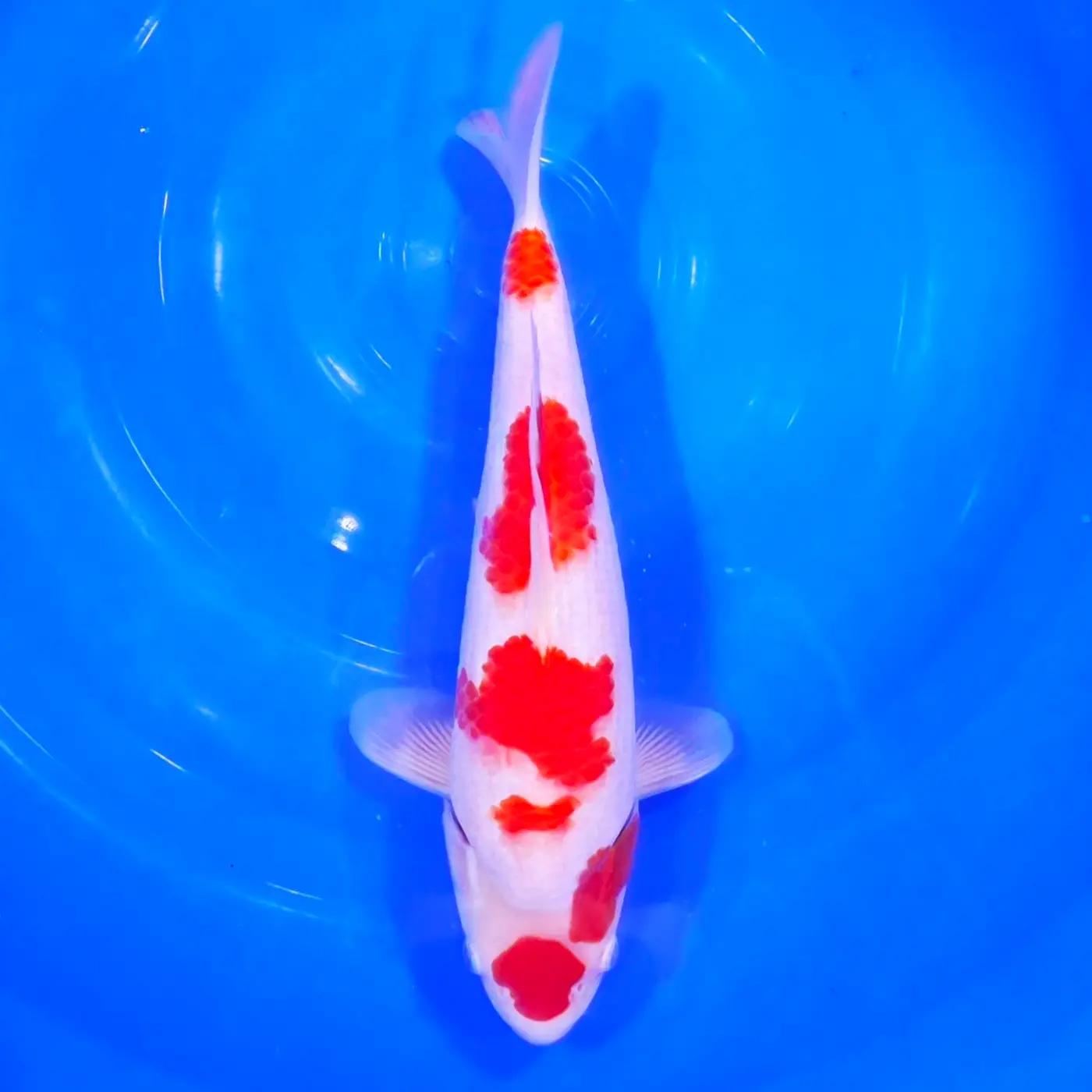Jumbo Tosai Kohaku Murata 32cm + Certyfikat