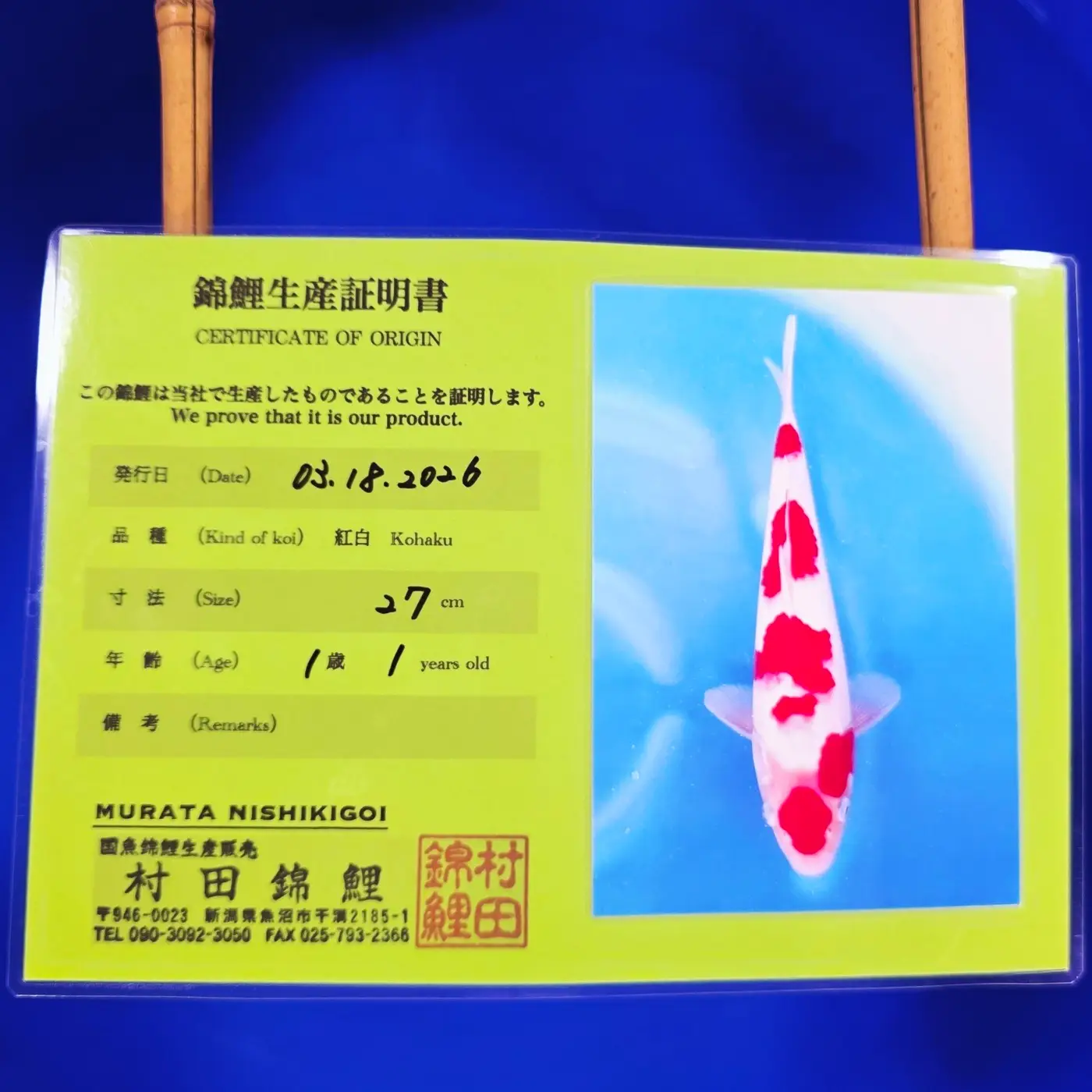 Jumbo Tosai Kohaku Murata 32cm + Certyfikat - obrazek 2