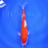 Kohaku Tateshita 41cm