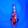 Jumbo Tosai Showa HQ Isa 33cm + Certyfikat
