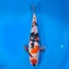 Showa HQ 48cm ( Saito x Dainichi )