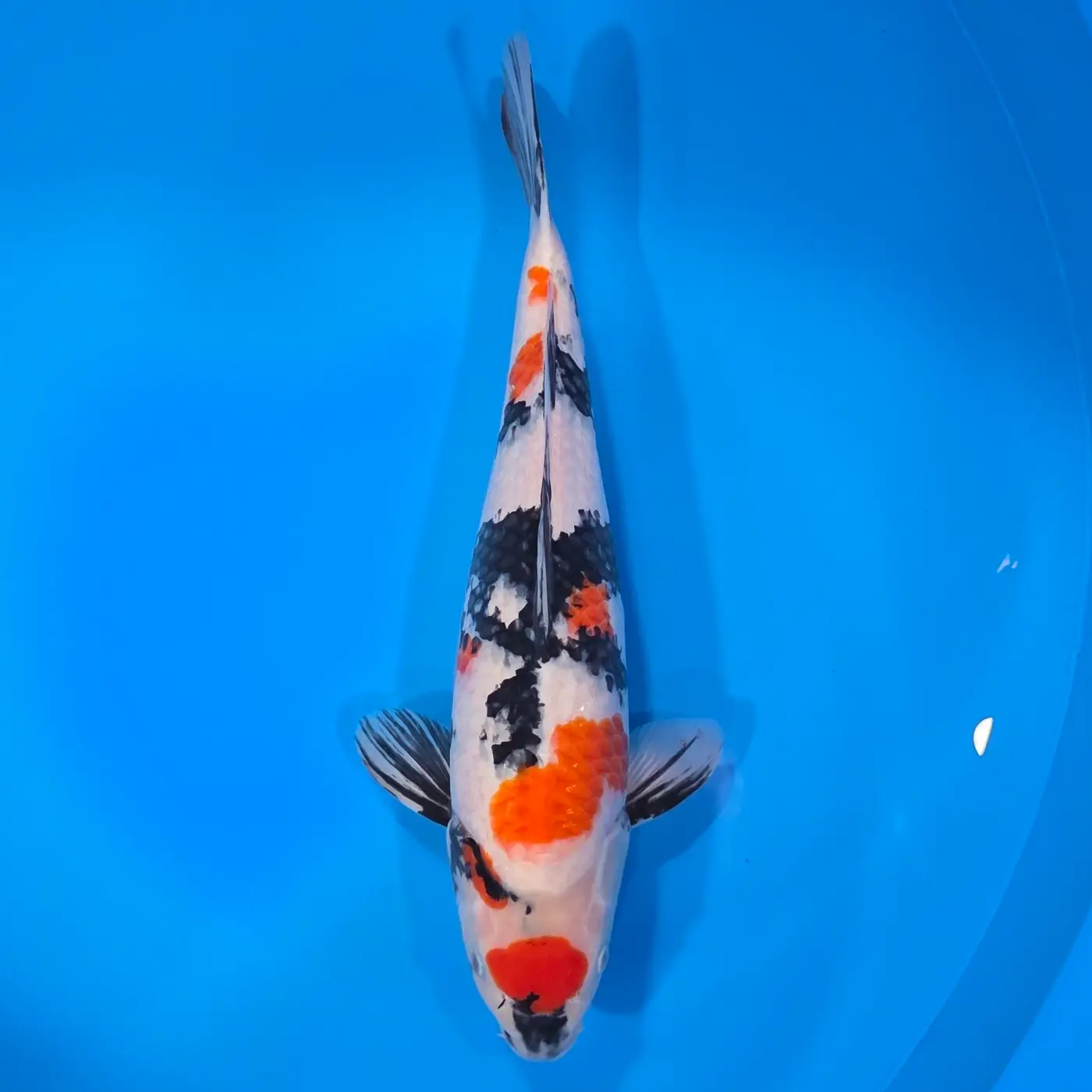 Showa HQ 48cm ( Saito x Dainichi )