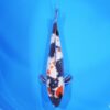 Showa HQ 48cm ( Saito x Dainichi )
