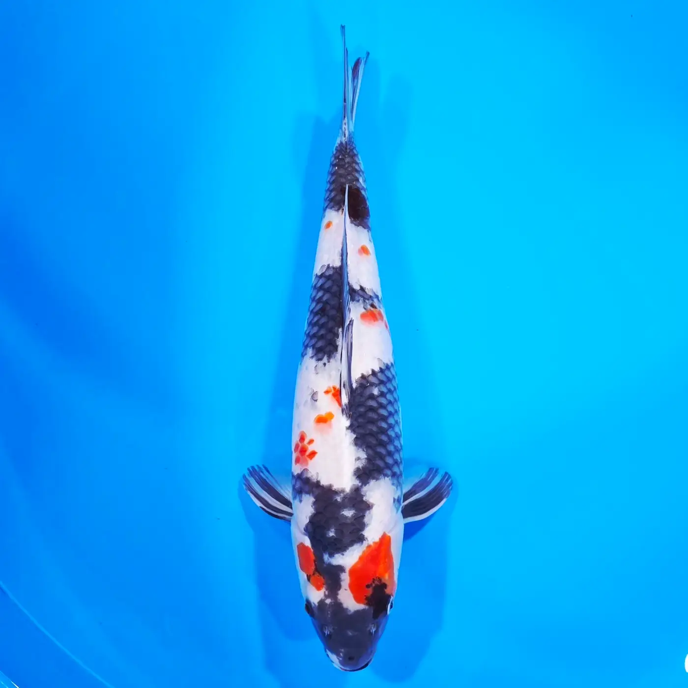 Showa HQ 48cm ( Saito x Dainichi )