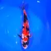 Jumbo Tosai Showa HQ Isa 35cm + Certyfikat