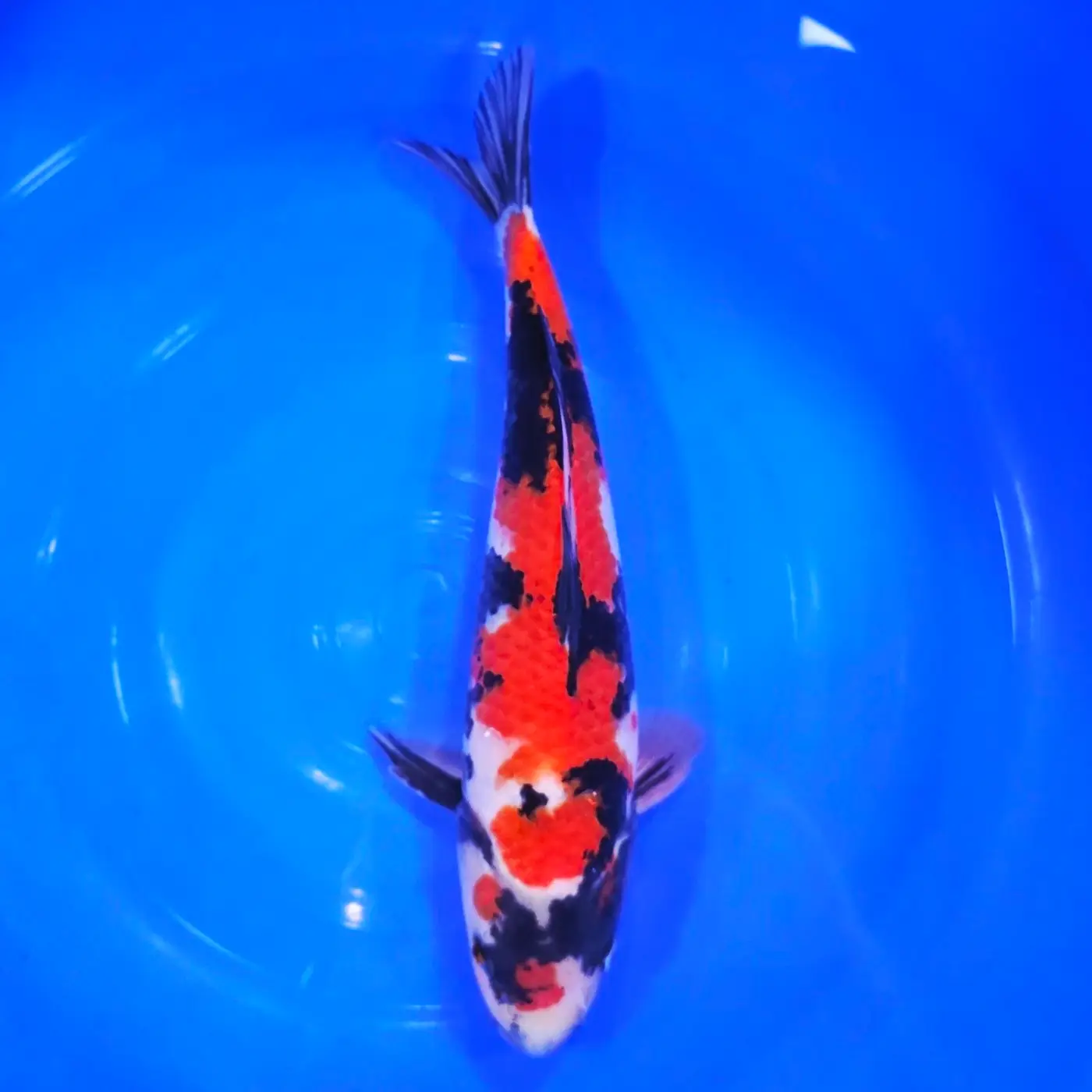 Jumbo Tosai Showa HQ Isa 35cm + Certyfikat