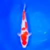 Jumbo Tosai Kohaku Tateshita 37cm (Sakai x Dainichi)