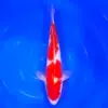 Jumbo Tosai Kohaku Tateshita 45cm (Sakai x Dainichi)