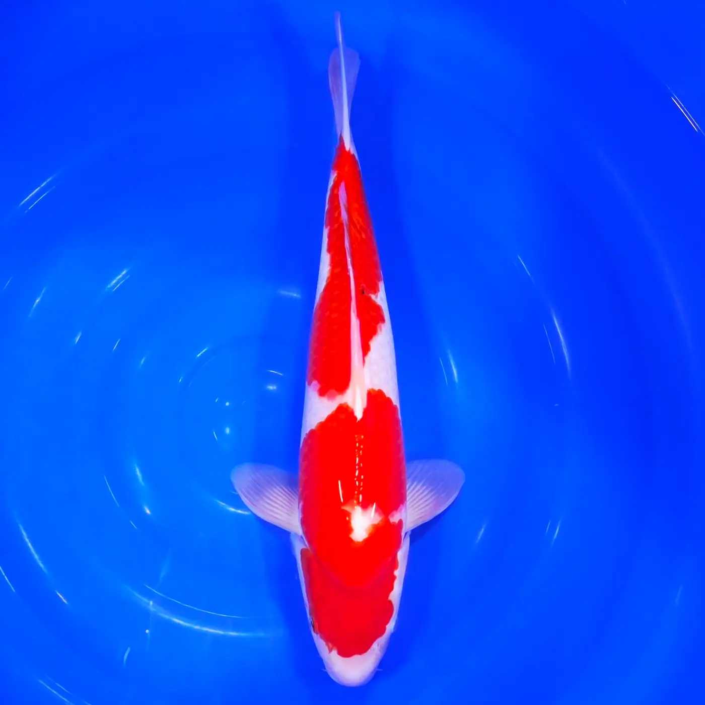 Jumbo Tosai Kohaku Tateshita 45cm (Sakai x Dainichi)