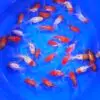Oranda Mix 10-12cm