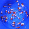 Oranda Czerwony Kapturek 12-14cm