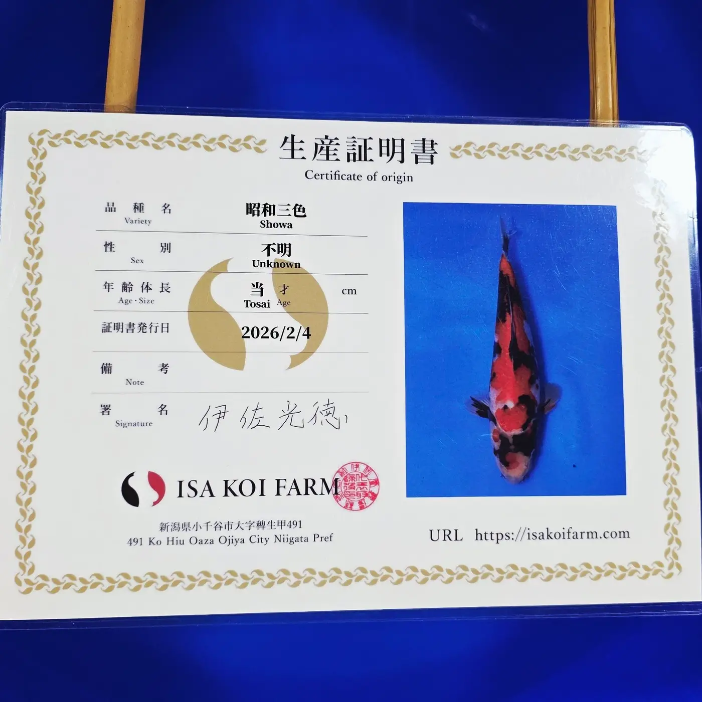 Jumbo Tosai Showa HQ Isa 35cm + Certyfikat - obrazek 2