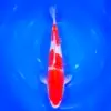 Jumbo Tosai Kohaku Tateshita 37cm (Sakai x Dainichi)