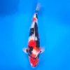 Showa SHQ 54cm