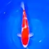 Jumbo Tosai Kohaku Tateshita 37cm (Sakai x Dainichi)
