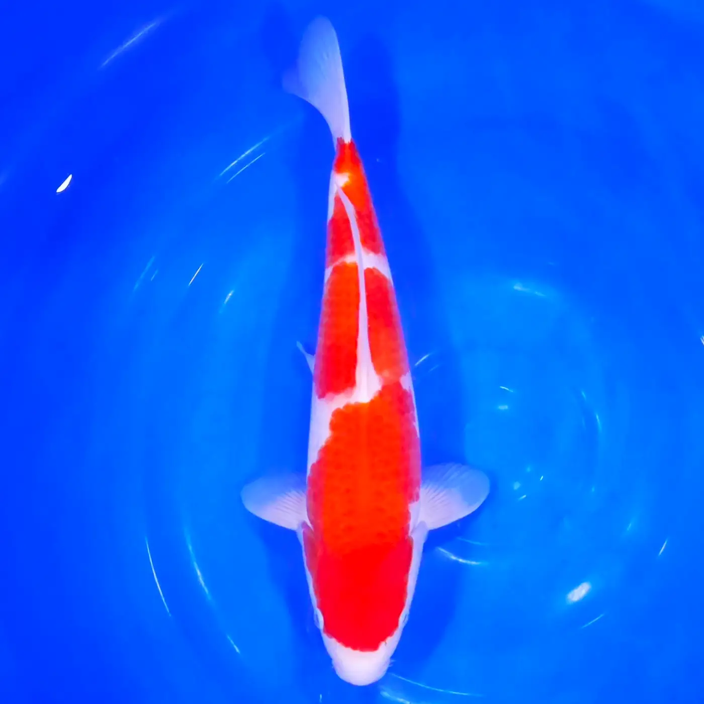 Jumbo Tosai Kohaku Tateshita 37cm (Sakai x Dainichi)