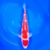 Jumbo Tosai Kohaku Maruten Tateshita 37cm (Sakai x Dainichi)
