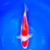 Jumbo Tosai Kohaku Maruten Tateshita 35cm (Sakai x Dainichi)