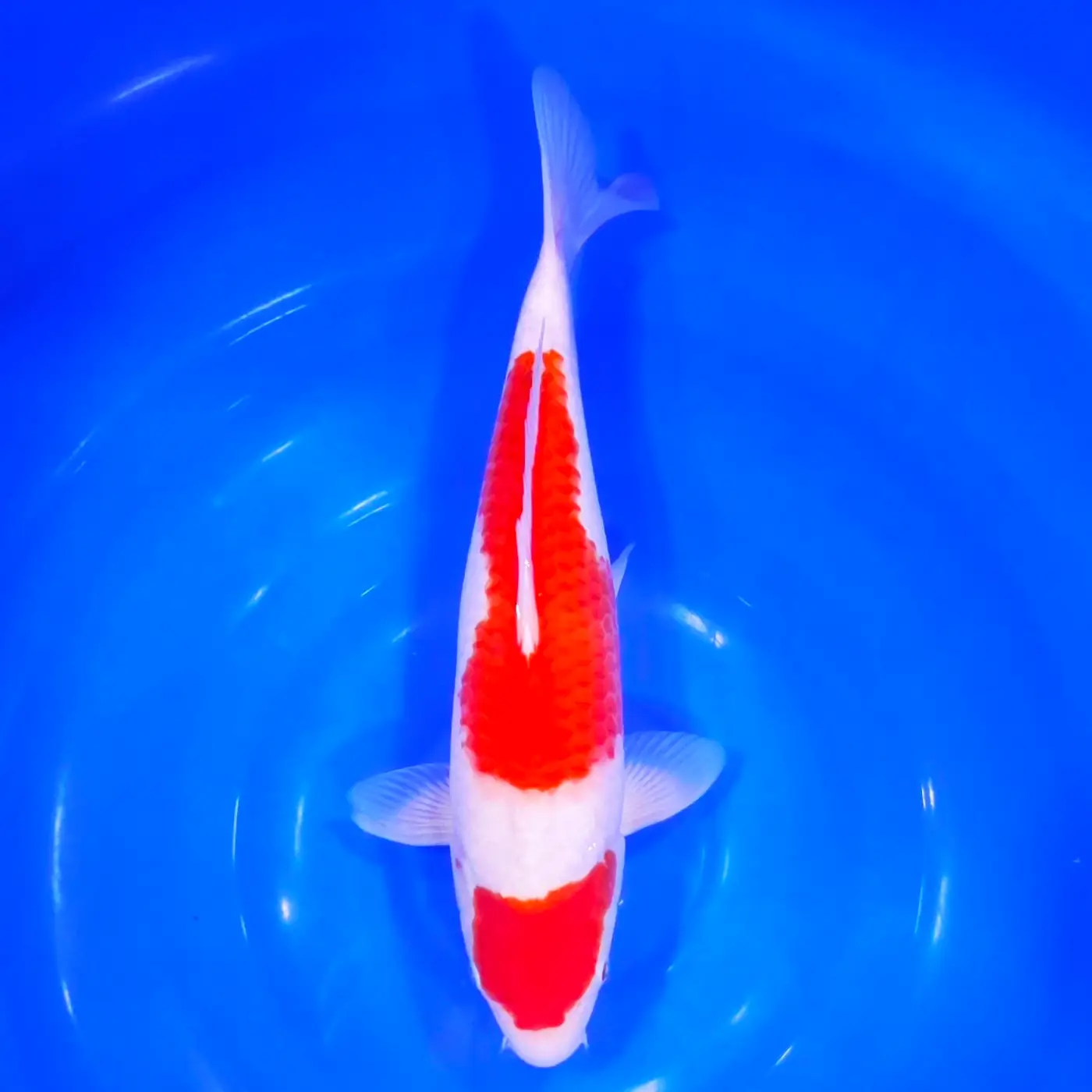Jumbo Tosai Kohaku Maruten Tateshita 35cm (Sakai x Dainichi)