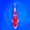 Jumbo Tosai Kohaku Tateshita 38cm (Sakai x Dainichi)