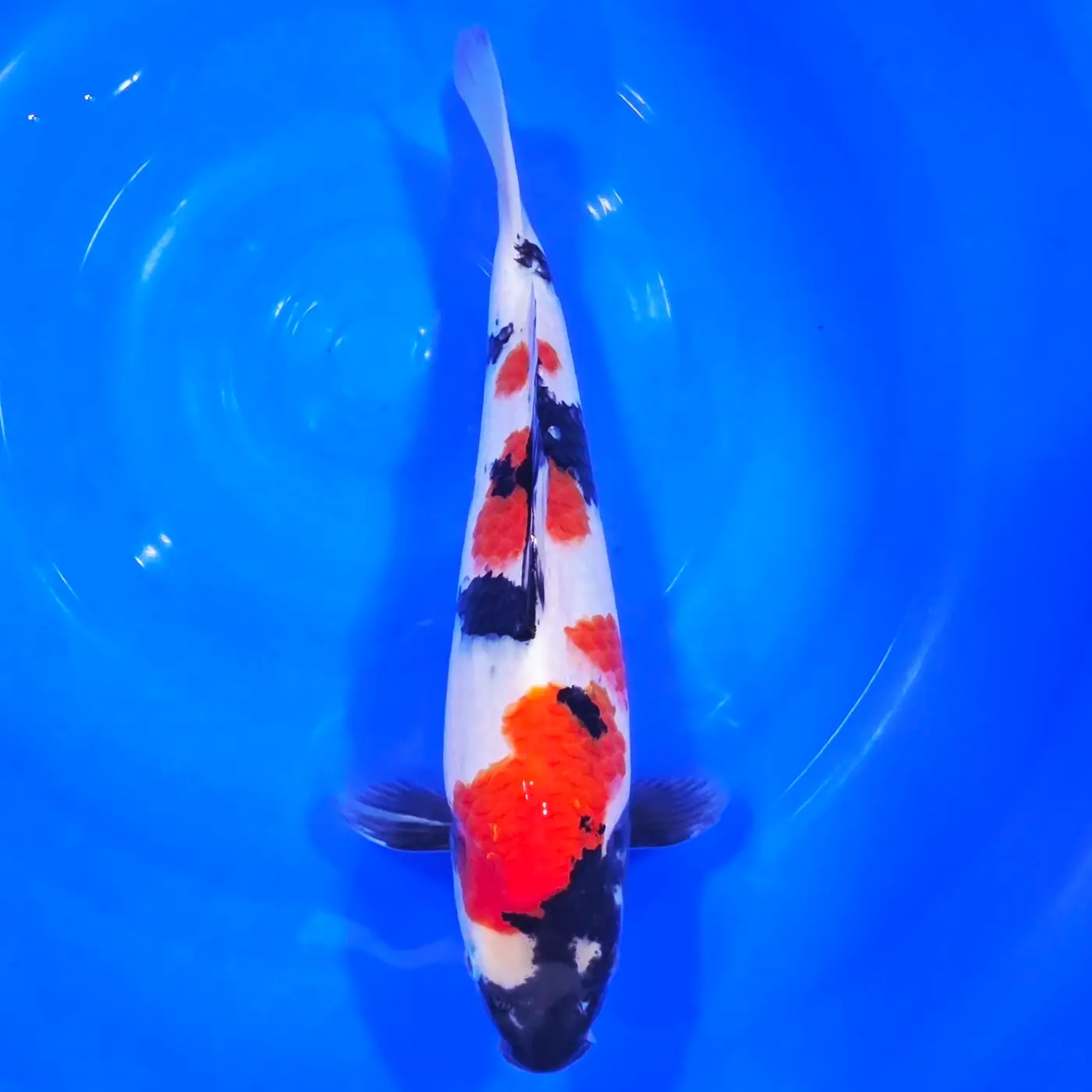 Jumbo Tosai Showa HQ Isa 37cm + Certyfikat