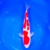 Jumbo Tosai Kohaku Tateshita 38cm (Sakai x Dainichi)