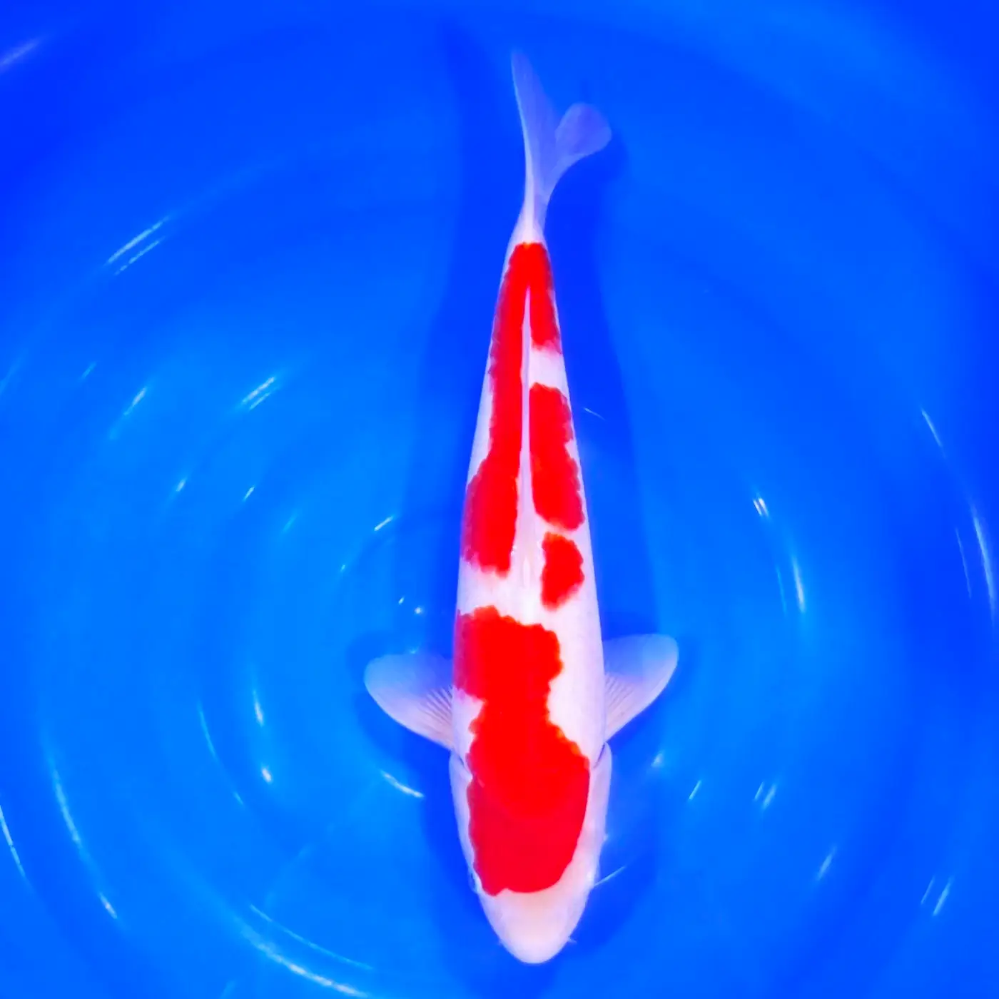 Jumbo Tosai Kohaku Tateshita 38cm (Sakai x Dainichi)