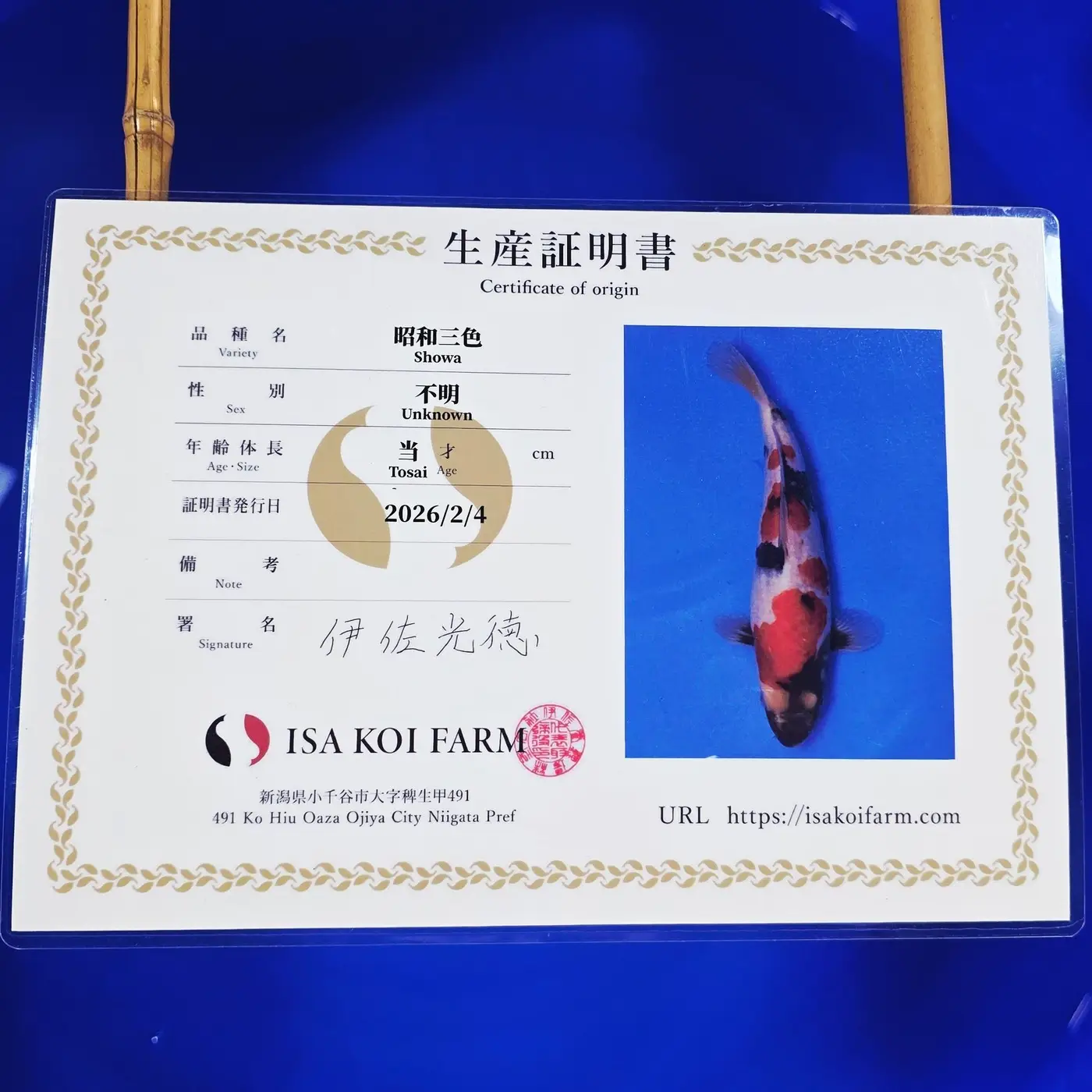 Jumbo Tosai Showa HQ Isa 37cm + Certyfikat - obrazek 2